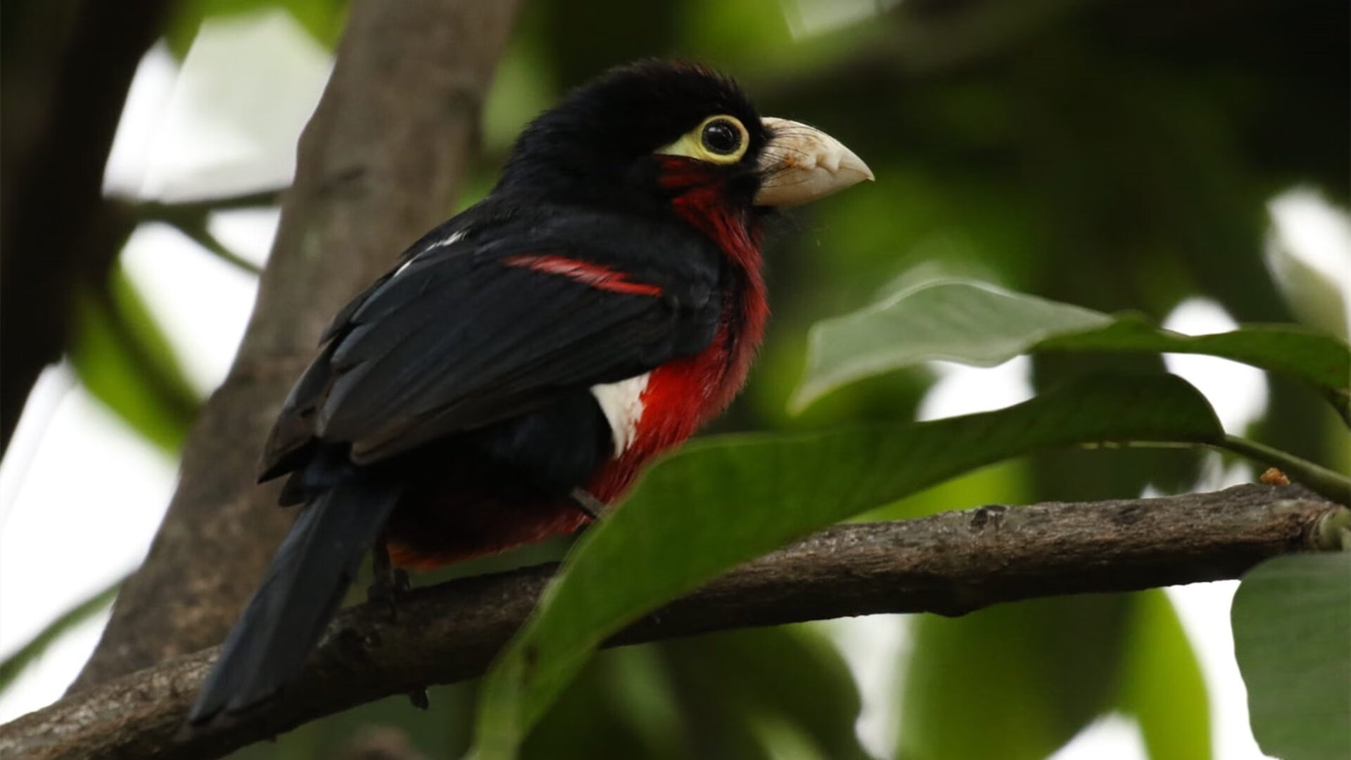 苏格兰长剑冲垮哥斯达黎加城墙，赖斯封神一役诠释何谓大场面先生