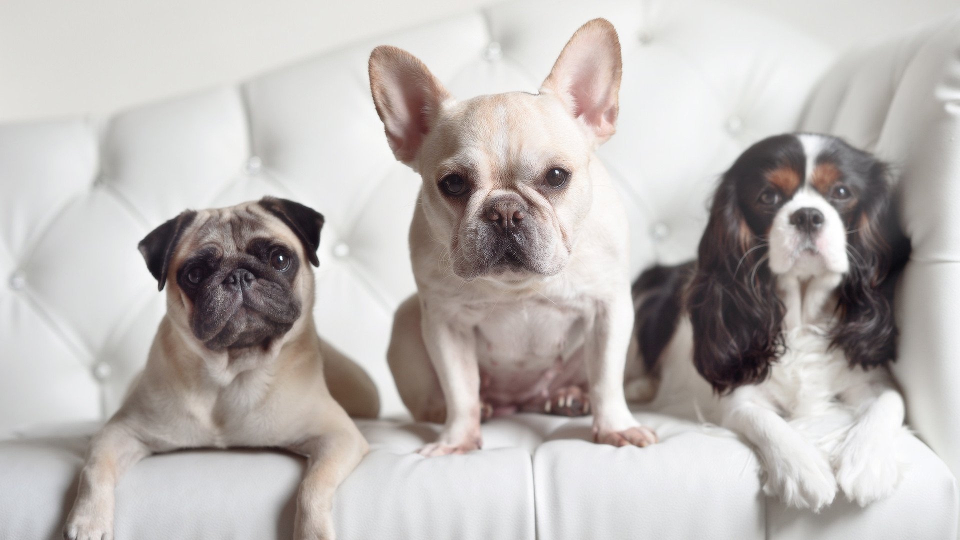 玻利维亚的探戈，在佛罗伦萨的夕照中终结