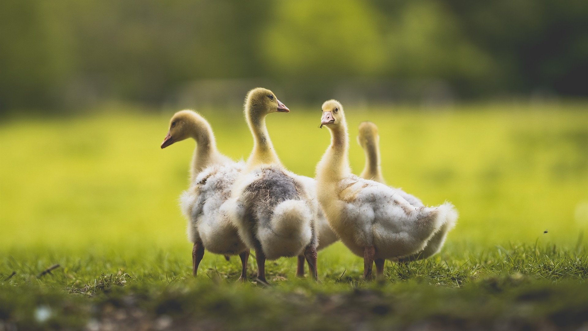 今夜最伟大的画布,是欧文的指尖